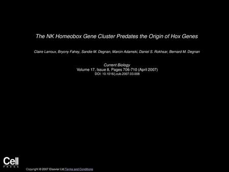 The NK Homeobox Gene Cluster Predates the Origin of Hox Genes