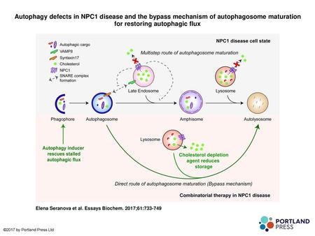 Autophagy defects in NPC1 disease and the bypass mechanism of autophagosome maturation for restoring autophagic flux Autophagy defects in NPC1 disease.