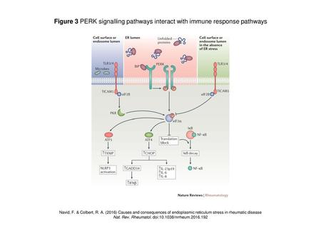 Nat. Rev. Rheumatol. doi: /nrrheum