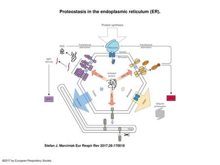 Proteostasis in the endoplasmic reticulum (ER).