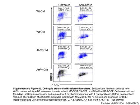 Untreated Aphidicolin Wt Ctrl Wt Cre Atrflox Ctrl Atrflox Cre BRDU