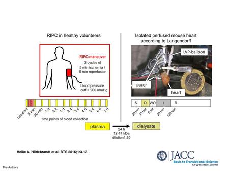 Heike A. Hildebrandt et al. BTS 2016;1:3-13