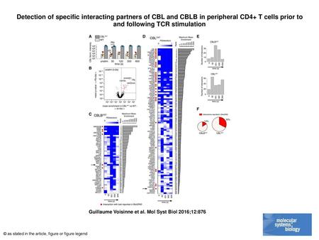 Detection of specific interacting partners of CBL and CBLB in peripheral CD4+ T cells prior to and following TCR stimulation Detection of specific interacting.