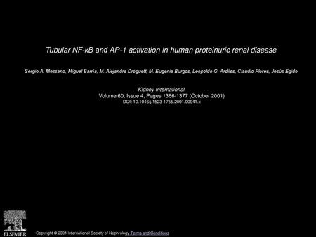 Tubular NF-κB and AP-1 activation in human proteinuric renal disease