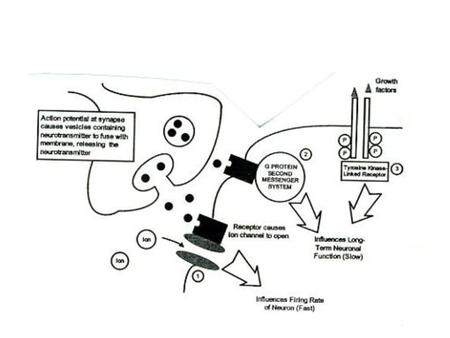 General structure of metabotropic receptor