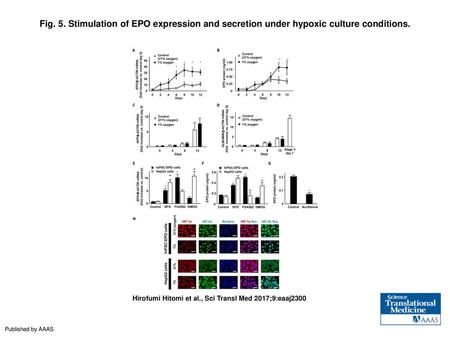 Fig. 5. Stimulation of EPO expression and secretion under hypoxic culture conditions. Stimulation of EPO expression and secretion under hypoxic culture.