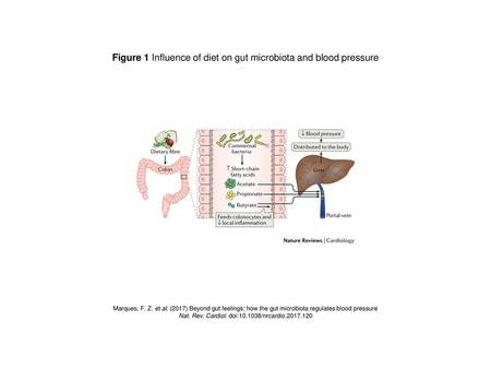 Figure 1 Influence of diet on gut microbiota and blood pressure