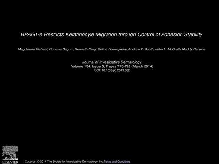 BPAG1-e Restricts Keratinocyte Migration through Control of Adhesion Stability  Magdalene Michael, Rumena Begum, Kenneth Fong, Celine Pourreyrone, Andrew.