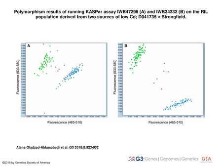 Polymorphism results of running KASPar assay IWB47298 (A) and IWB34332 (B) on the RIL population derived from two sources of low Cd; D041735 × Strongfield.