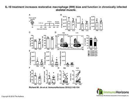 IL-10 treatment increases restorative macrophage (MΦ) bias and function in chronically infected skeletal muscle. IL-10 treatment increases restorative.