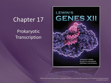 Prokaryotic Transcription