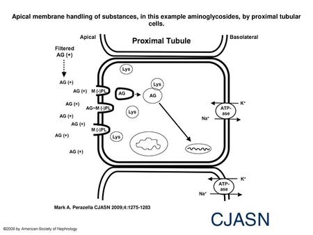 Apical membrane handling of substances, in this example aminoglycosides, by proximal tubular cells. Apical membrane handling of substances, in this example.