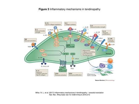 Figure 3 Inflammatory mechanisms in tendinopathy