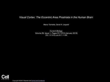 Visual Cortex: The Eccentric Area Prostriata in the Human Brain