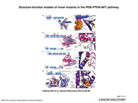 Structure-function models of novel mutants in the PI3K-PTEN-AKT pathway. Structure-function models of novel mutants in the PI3K-PTEN-AKT pathway. A, schematic.