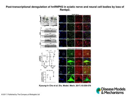 Post-transcriptional deregulation of hnRNPH3 in sciatic nerve and neural cell bodies by loss of Ranbp2. Post-transcriptional deregulation of hnRNPH3 in.