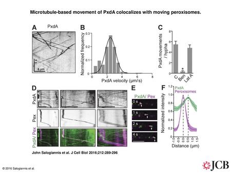 Microtubule-based movement of PxdA colocalizes with moving peroxisomes