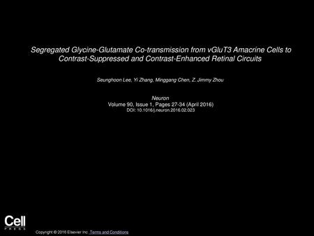 Segregated Glycine-Glutamate Co-transmission from vGluT3 Amacrine Cells to Contrast-Suppressed and Contrast-Enhanced Retinal Circuits  Seunghoon Lee,