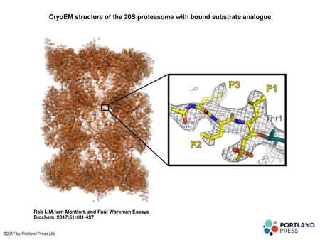 CryoEM structure of the 20S proteasome with bound substrate analogue