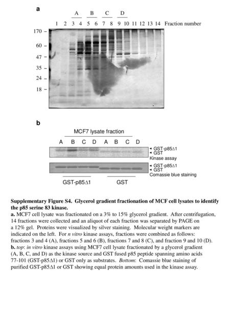 A 1 2 3 5 6 4 7 8 10 9 11 12 170 35 47 60 24 18 13 14 A B C D Fraction number b MCF7 lysate fraction A B C D A B C D GST-p851 GST Kinase assay GST-p851.