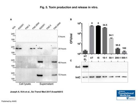 Fig. 5. Toxin production and release in vitro.