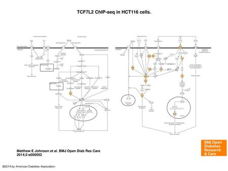 TCF7L2 ChIP-seq in HCT116 cells.