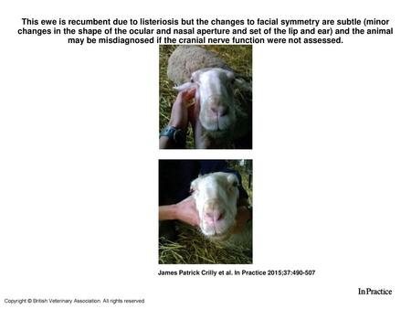 This ewe is recumbent due to listeriosis but the changes to facial symmetry are subtle (minor changes in the shape of the ocular and nasal aperture and.