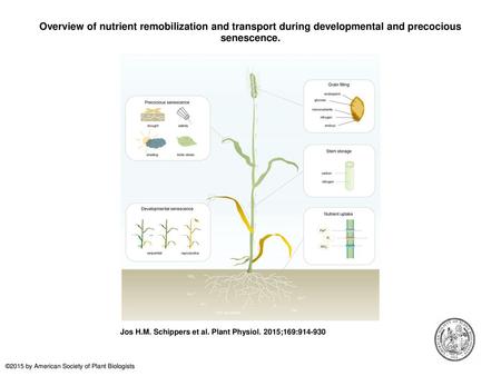 Overview of nutrient remobilization and transport during developmental and precocious senescence. Overview of nutrient remobilization and transport during.