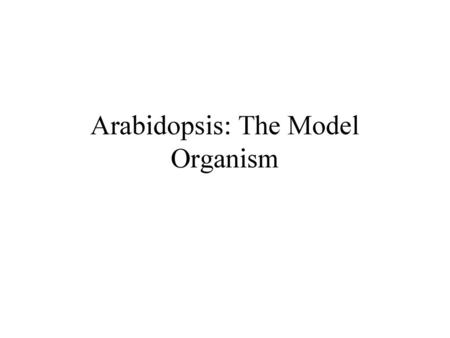 Arabidopsis: The Model Organism