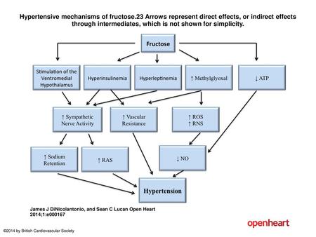 Hypertensive mechanisms of fructose