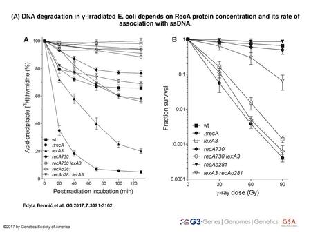 (A) DNA degradation in γ-irradiated E