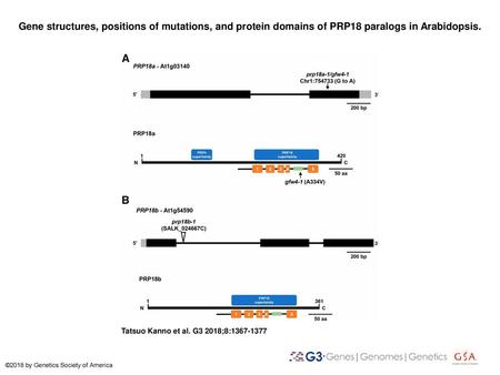 Gene structures, positions of mutations, and protein domains of PRP18 paralogs in Arabidopsis. Gene structures, positions of mutations, and protein domains.