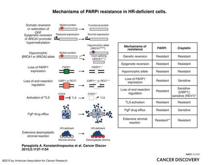 Mechanisms of PARPi resistance in HR-deficient cells.