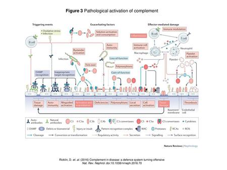 Figure 3 Pathological activation of complement