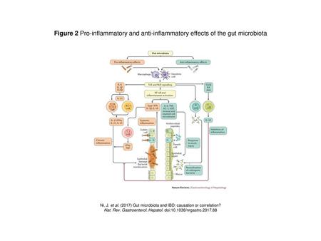 Figure 2 Pro-inflammatory and anti-inflammatory effects of the gut microbiota Figure 2 | Pro-inflammatory and anti-inflammatory effects of the gut microbiota.