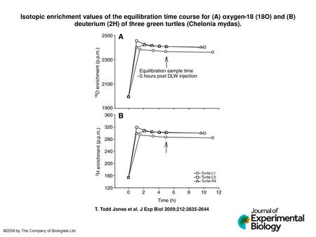 Isotopic enrichment values of the equilibration time course for (A) oxygen-18 (18O) and (B) deuterium (2H) of three green turtles (Chelonia mydas). Isotopic.