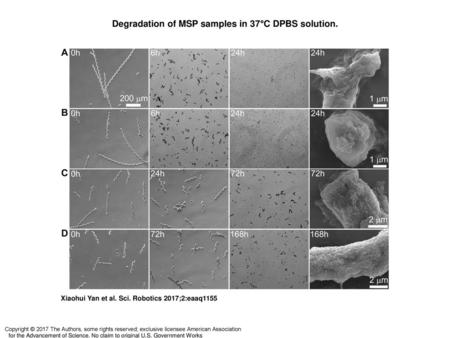 Degradation of MSP samples in 37°C DPBS solution.