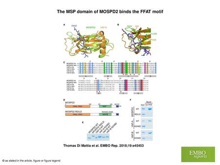 The MSP domain of MOSPD2 binds the FFAT motif