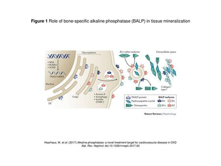 Nat. Rev. Nephrol. doi: /nrneph