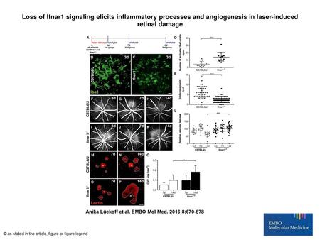 Loss of Ifnar1 signaling elicits inflammatory processes and angiogenesis in laser‐induced retinal damage Loss of Ifnar1 signaling elicits inflammatory.