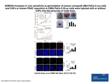 SOM230 increases in vivo sensitivity to gemcitabine of tumour xenograft (MIA PaCa‐2‐Luc cells and CAFs or human PDAC resection) A–CMIA PaCa‐2‐GLuc cells.