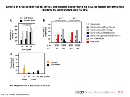 Effects of drug concentration, driver, and genetic background on developmental abnormalities induced by GeneSwitch plus RU486. Effects of drug concentration,