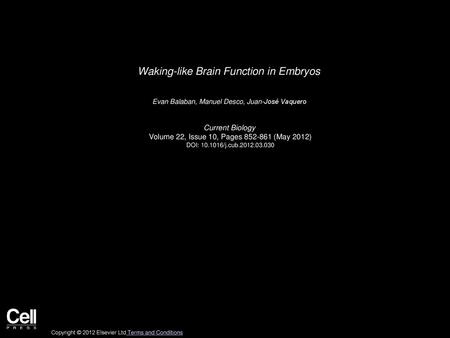 Waking-like Brain Function in Embryos