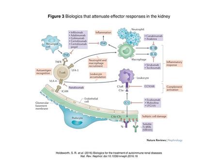 Figure 3 Biologics that attenuate effector responses in the kidney