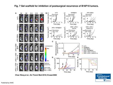 Fig. 7 Gel scaffold for inhibition of postsurgical recurrence of B16F10 tumors. Gel scaffold for inhibition of postsurgical recurrence of B16F10 tumors.