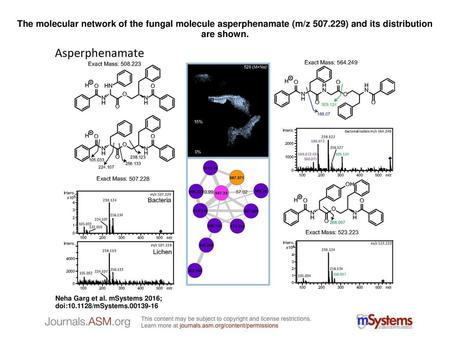 The molecular network of the fungal molecule asperphenamate (m/z 507