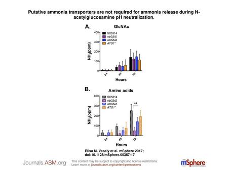 Putative ammonia transporters are not required for ammonia release during N-acetylglucosamine pH neutralization. Putative ammonia transporters are not.