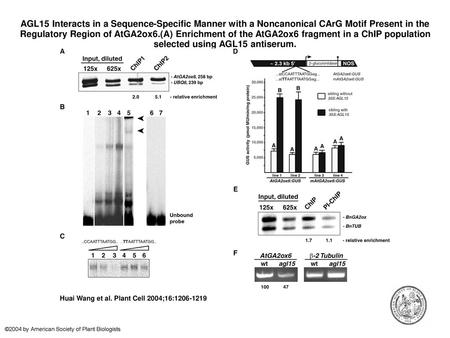 AGL15 Interacts in a Sequence-Specific Manner with a Noncanonical CArG Motif Present in the Regulatory Region of AtGA2ox6.(A) Enrichment of the AtGA2ox6.