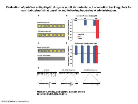 Evaluation of putative antiepileptic drugs in scn1Lab mutants