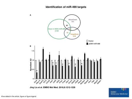 Identification of miR‐499 targets